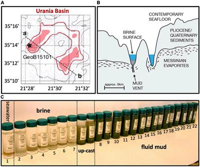 Microbial diversity gradients in the geothermal mud volcano underlying the hypersaline Urania Basin